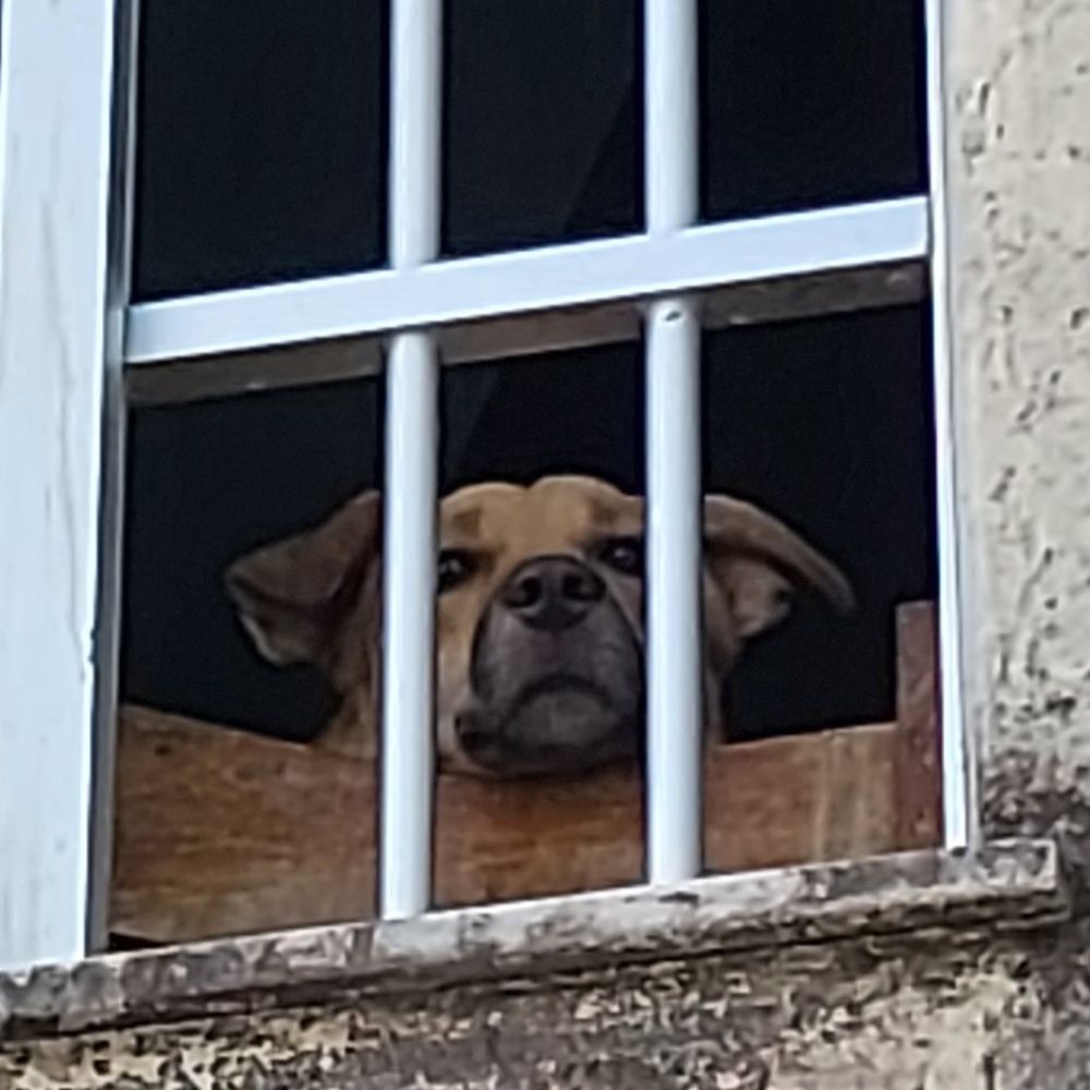 Luceninha