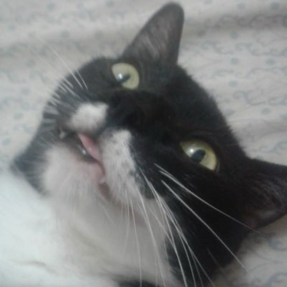 Galinha neurótica