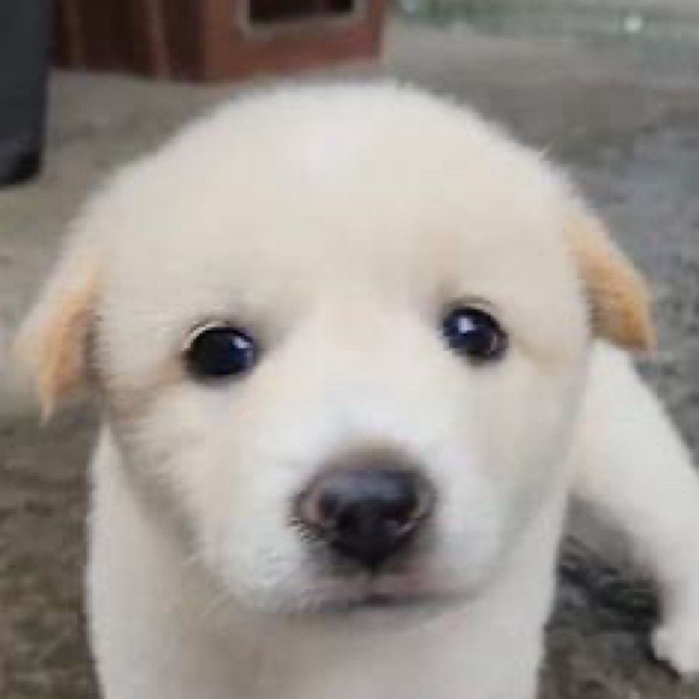 토모