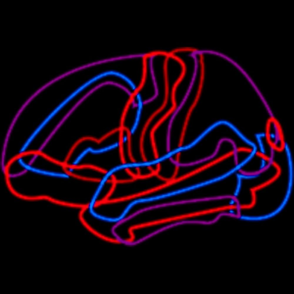 Brainsights