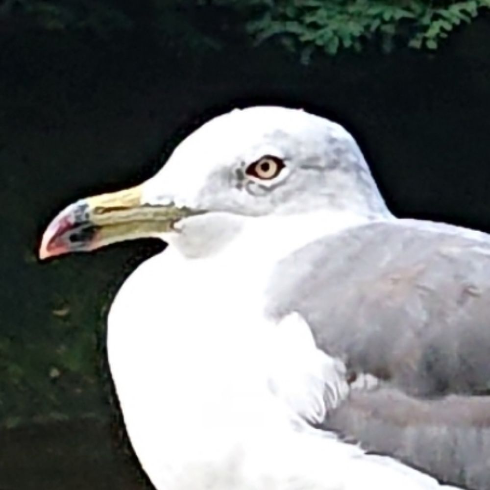 海鳥