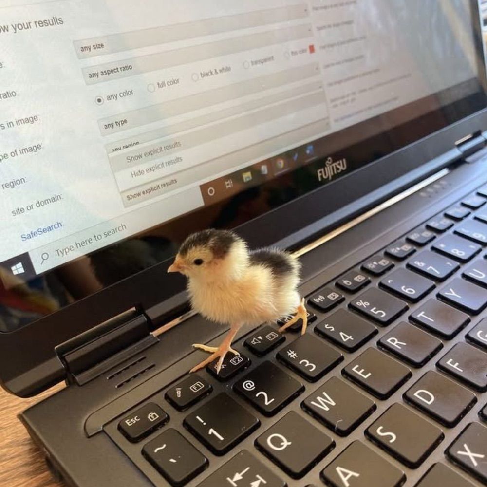 Bry 🐥