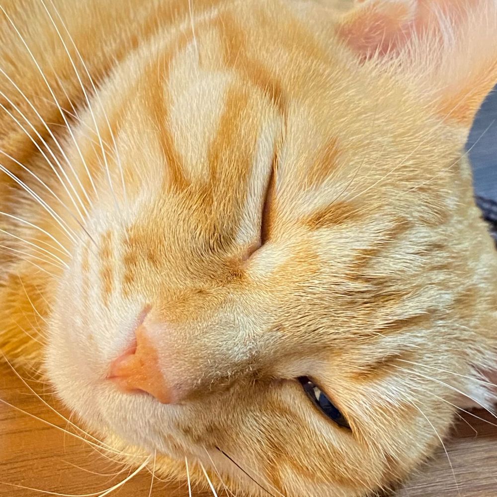 もちねこ