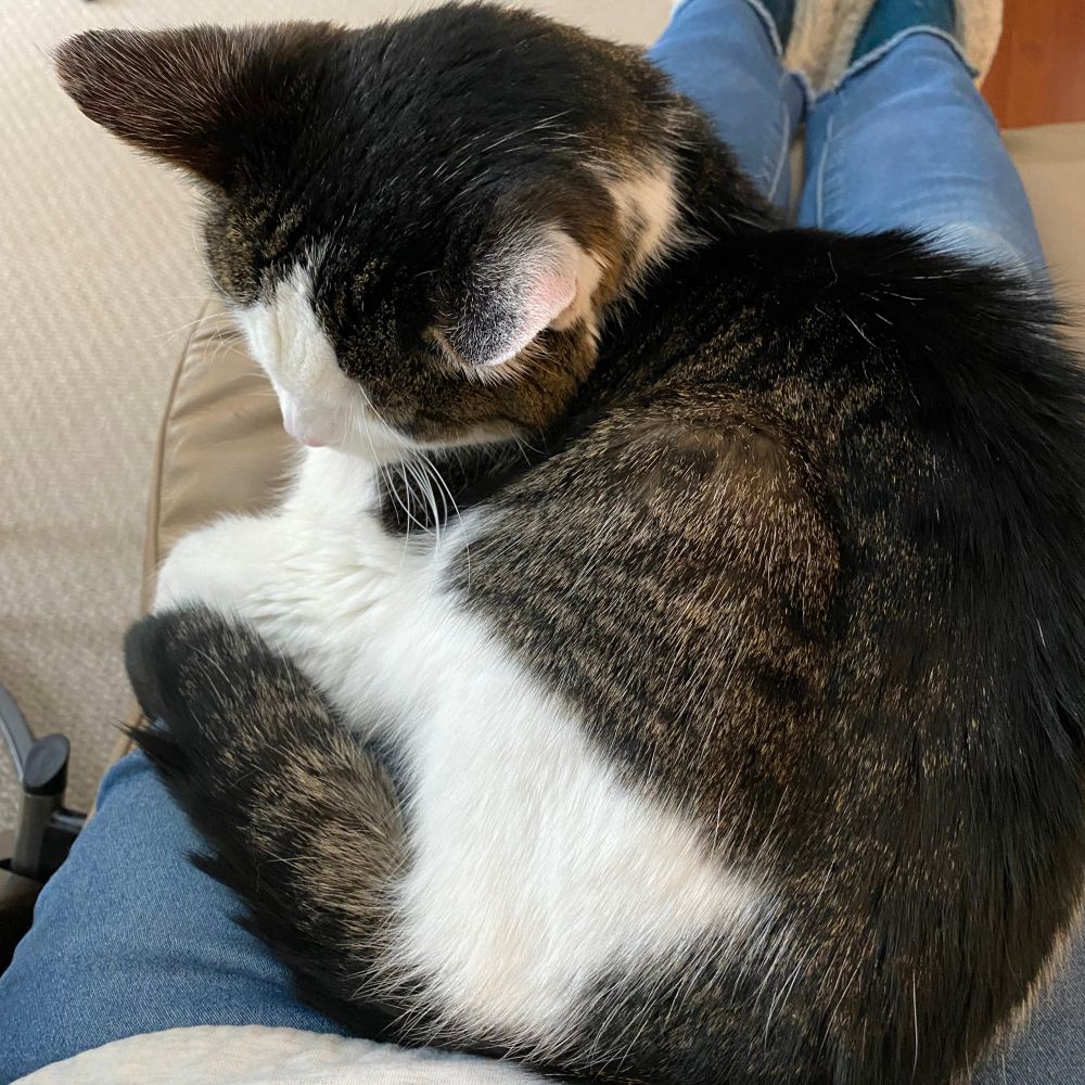 meowmixkitty.bsky.social profile picture