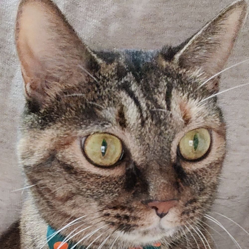 猫柳