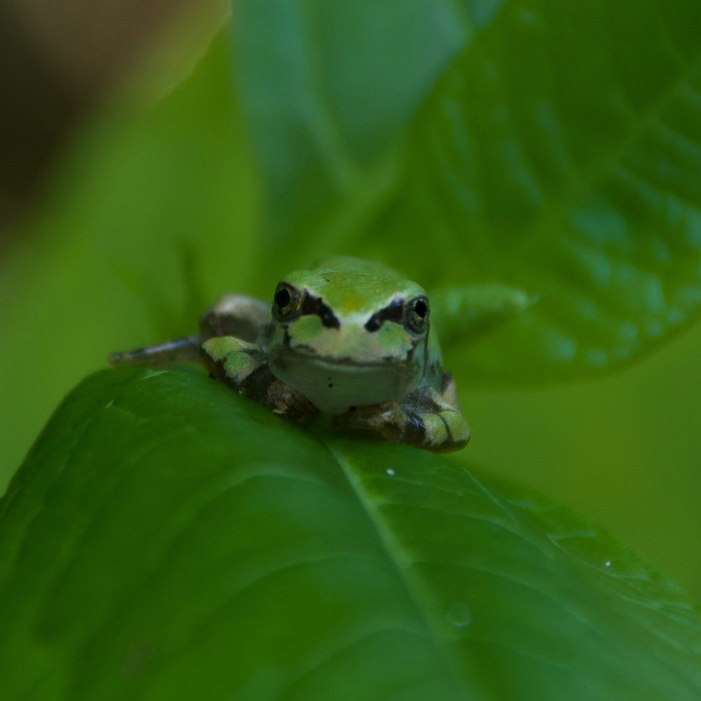 小松