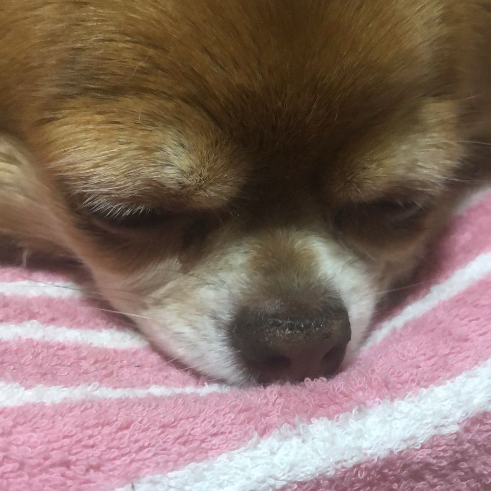 キスケ