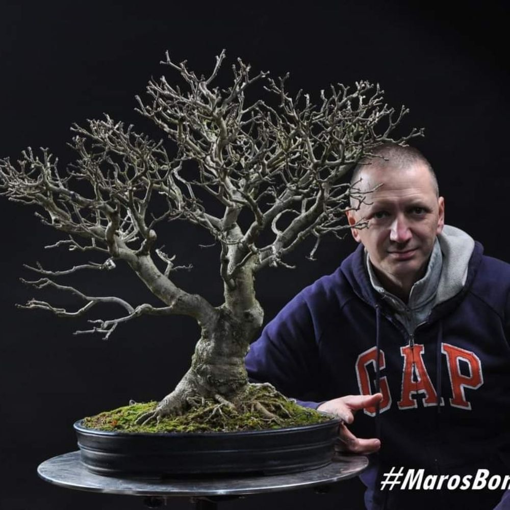 MarosBonsai