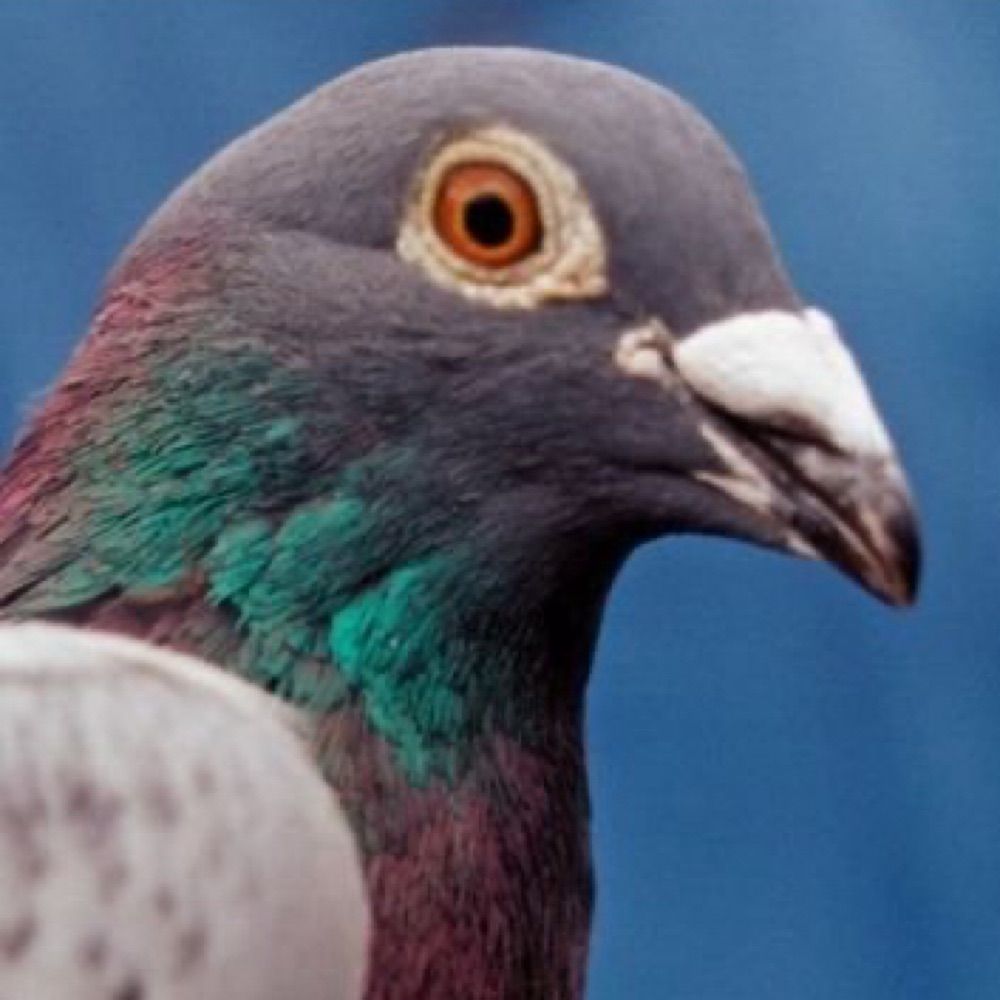 Gallowgate End Pigeon