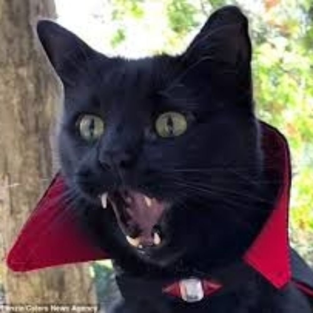 vampire rat