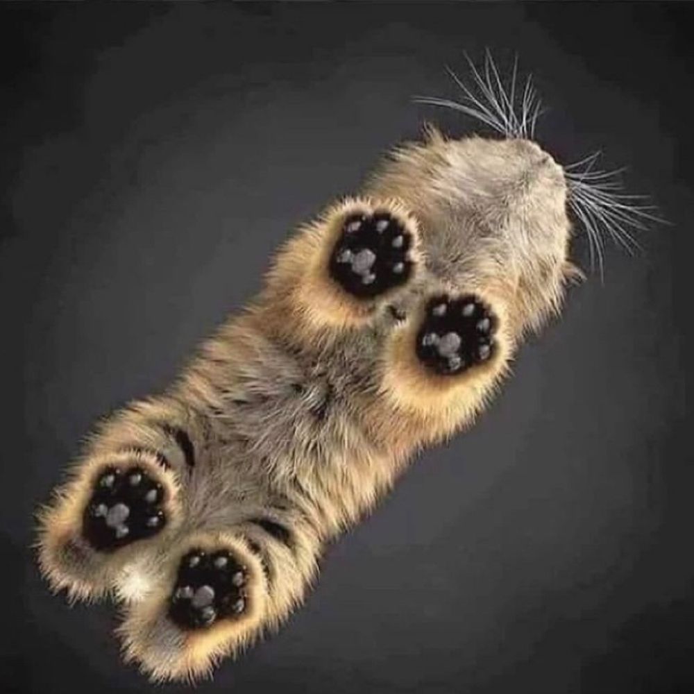 Lil Death oOo=^b.d^=oOo