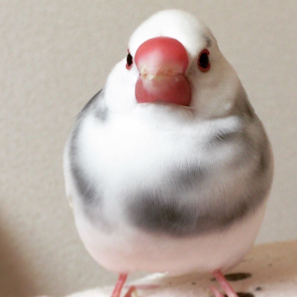 ちゃもこ