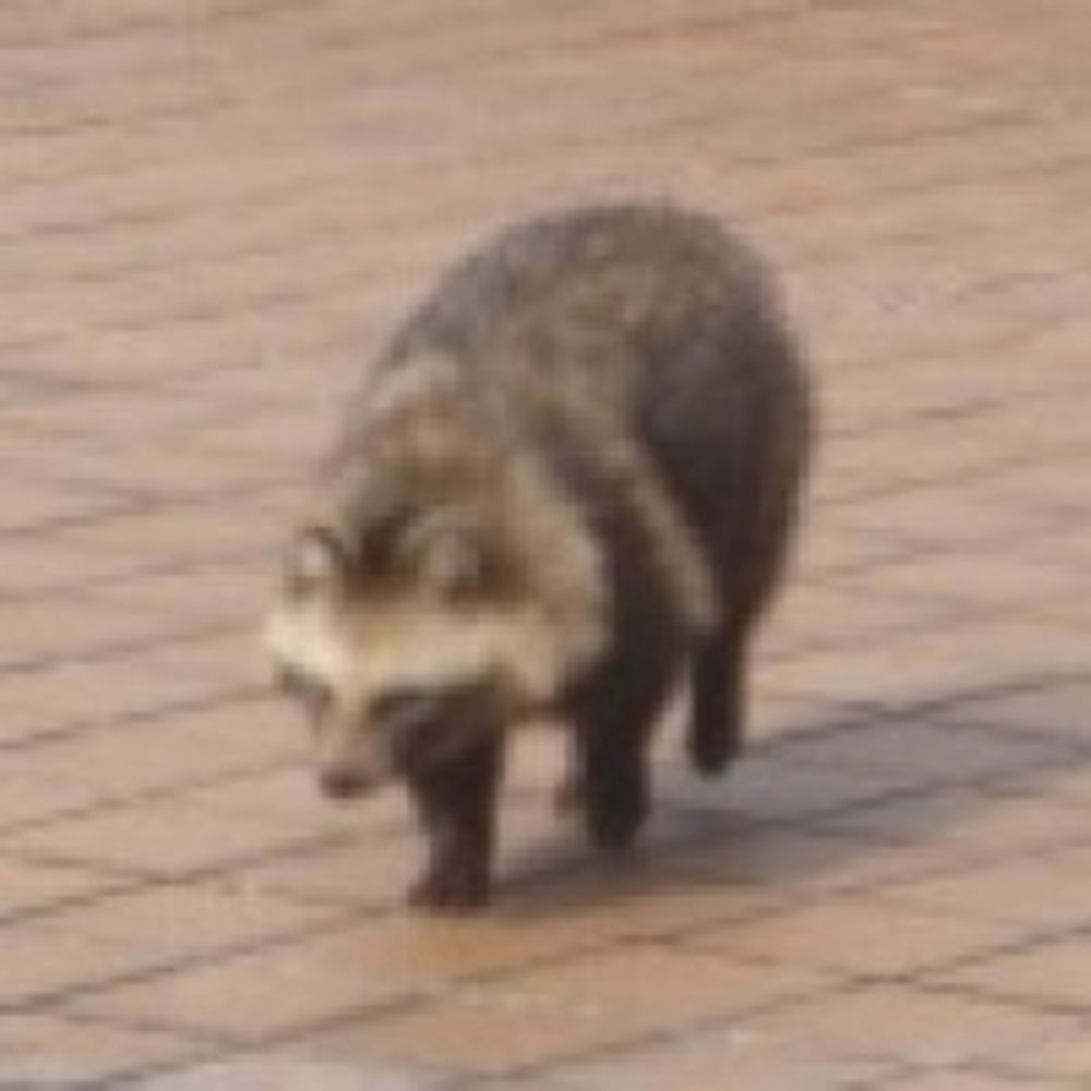 珍獣らあめん狸