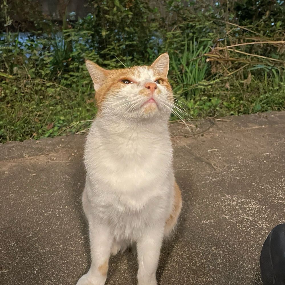 CAT【neccy】