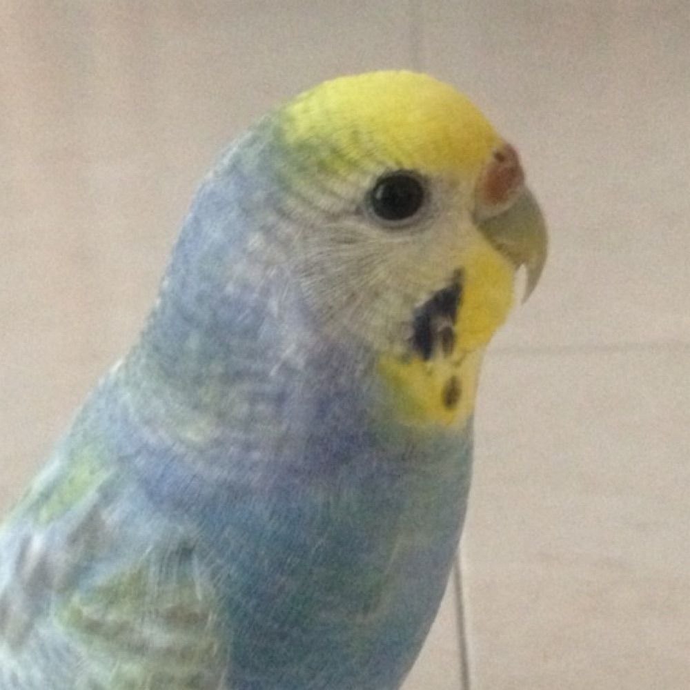 もふいんこ