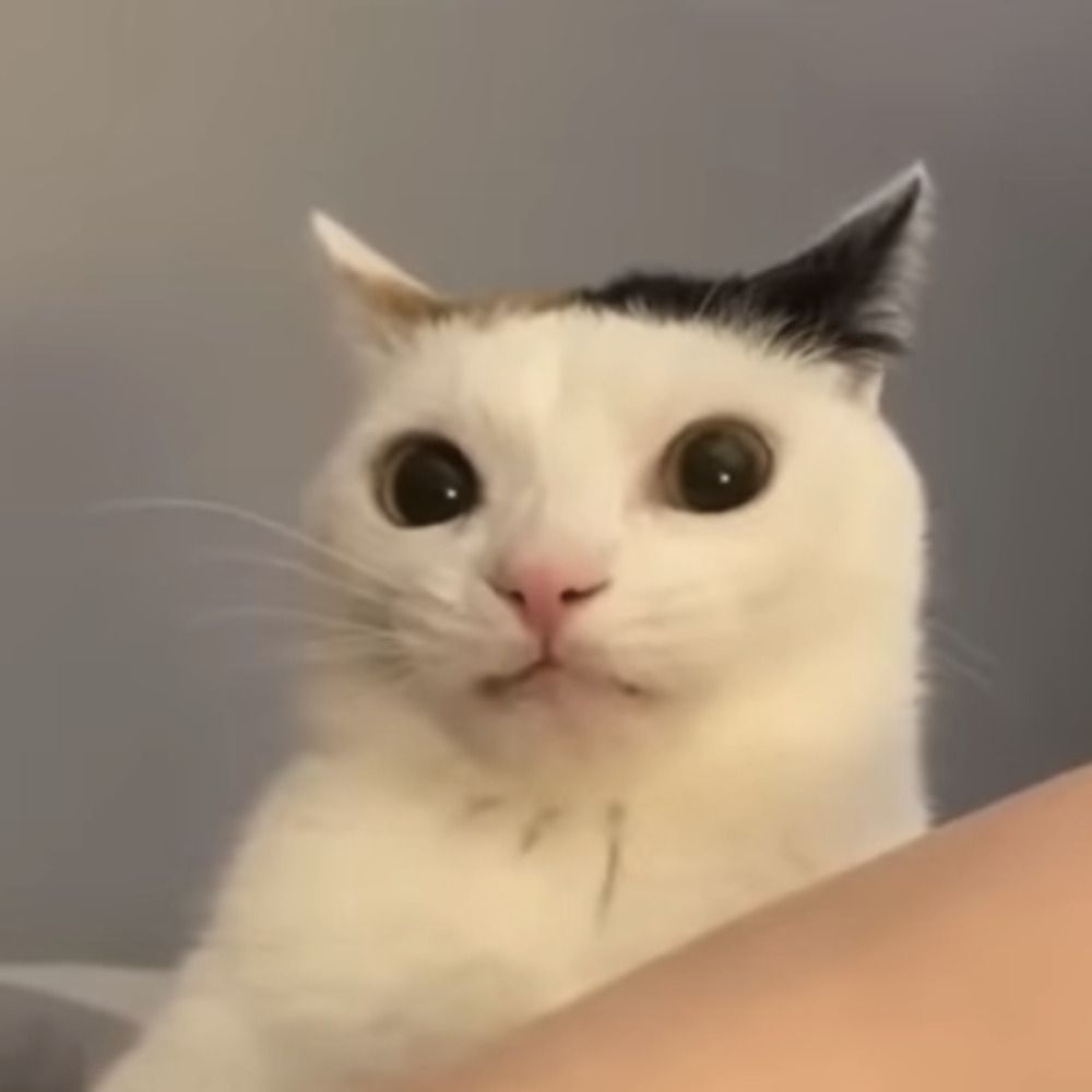 Momo🏳️‍⚧️⚢