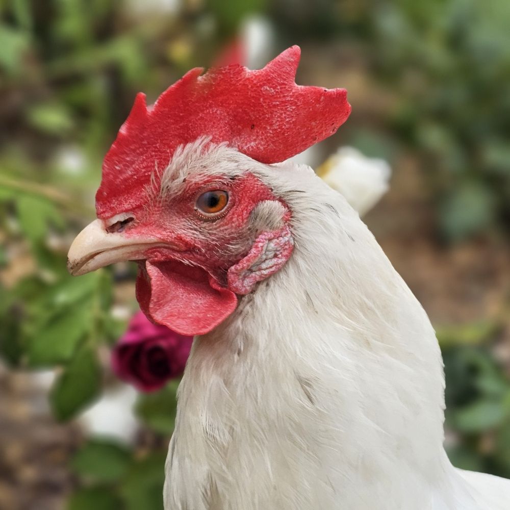 Phil TheChicken