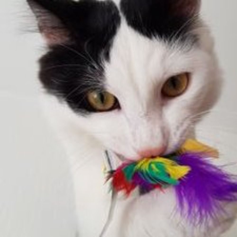 Nyarko le Chat