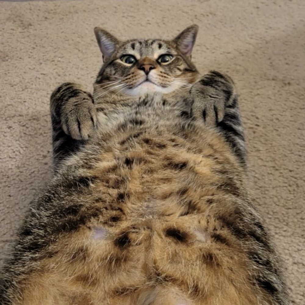 Biscuit belly