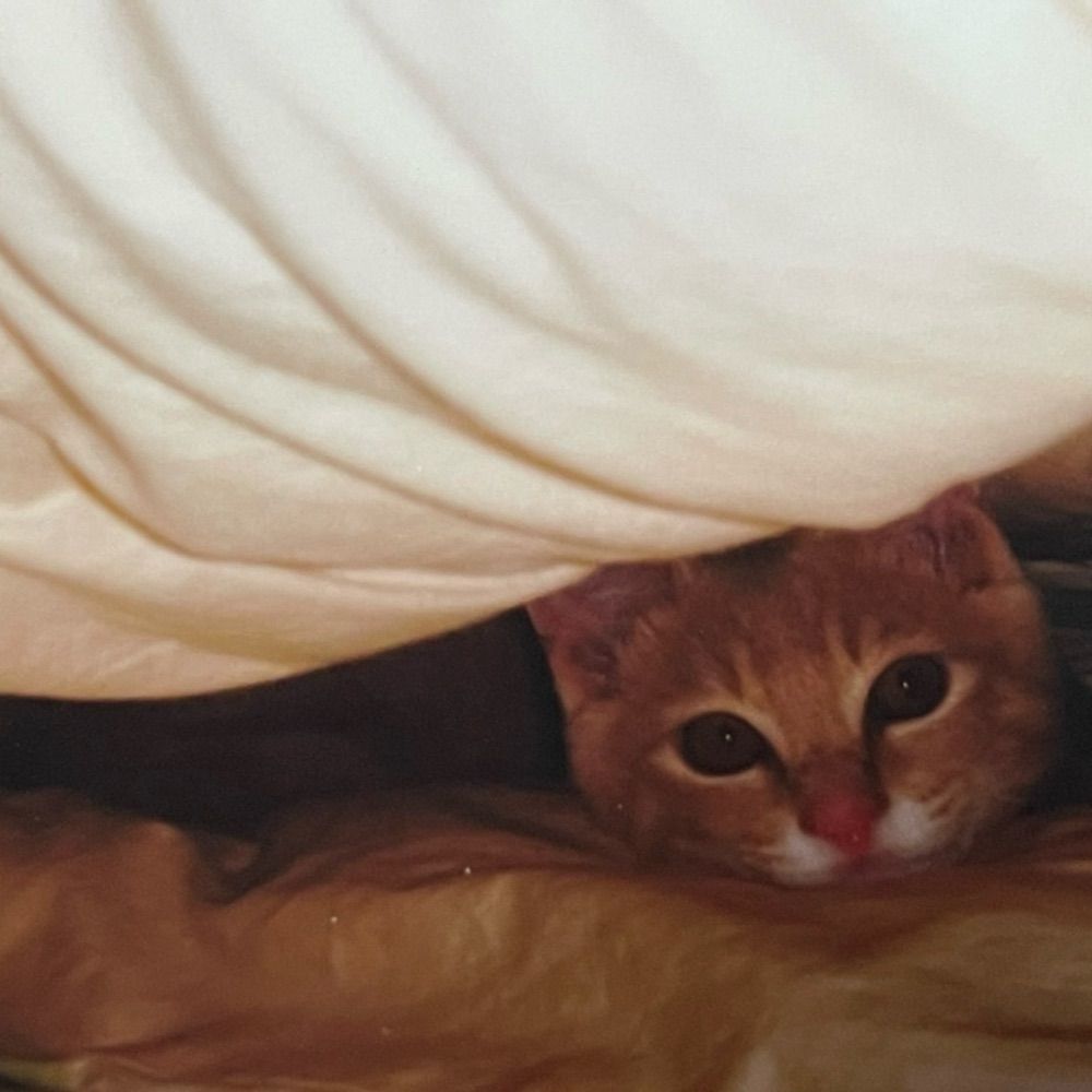 くらげ