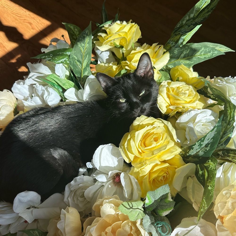 Tsi🌹