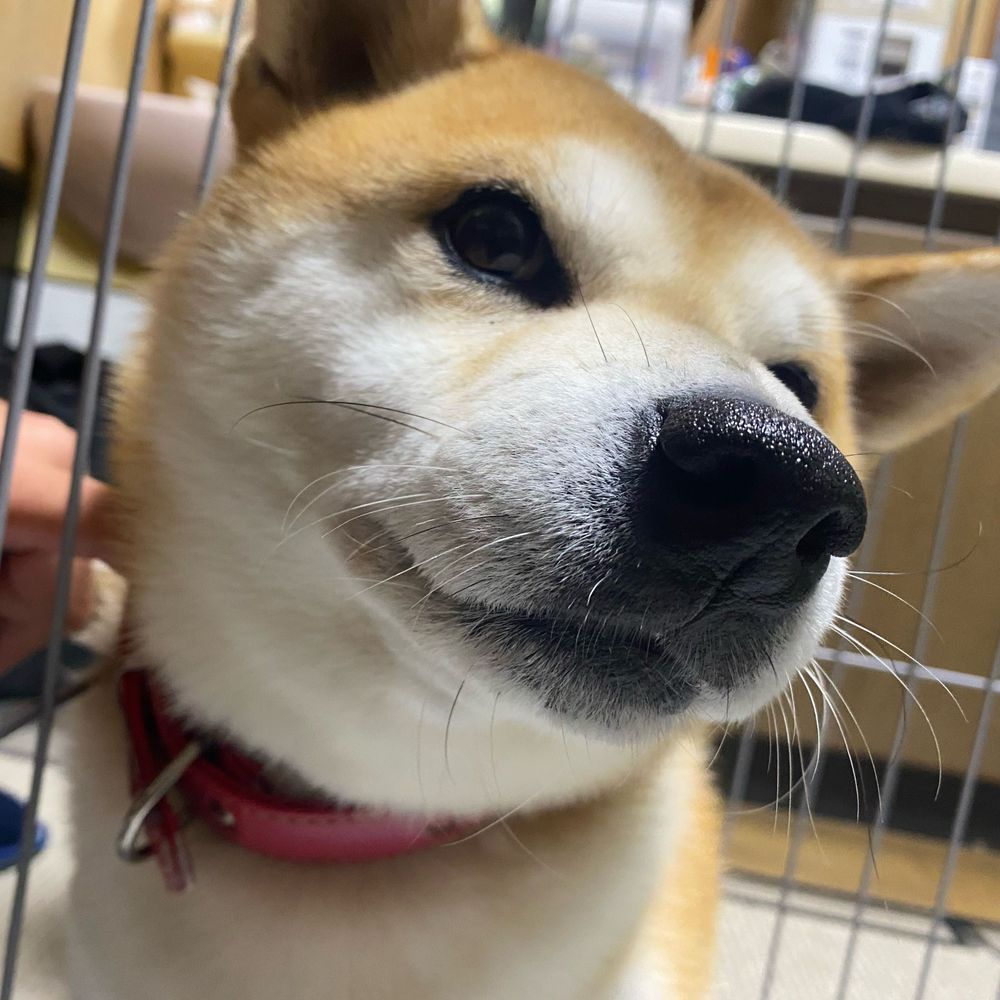 朝霧