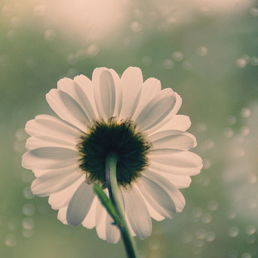 ❀ネネ❀