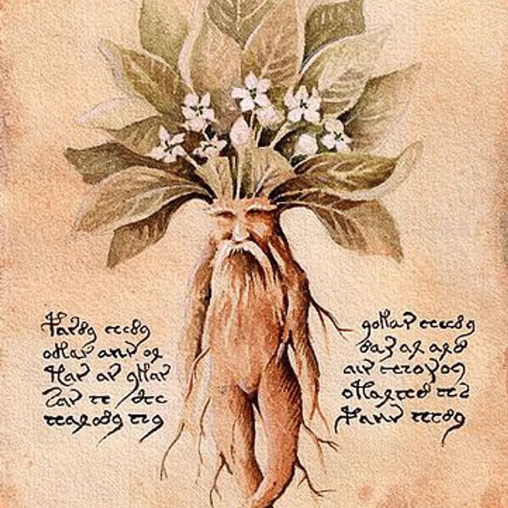 Autumn Mandrake