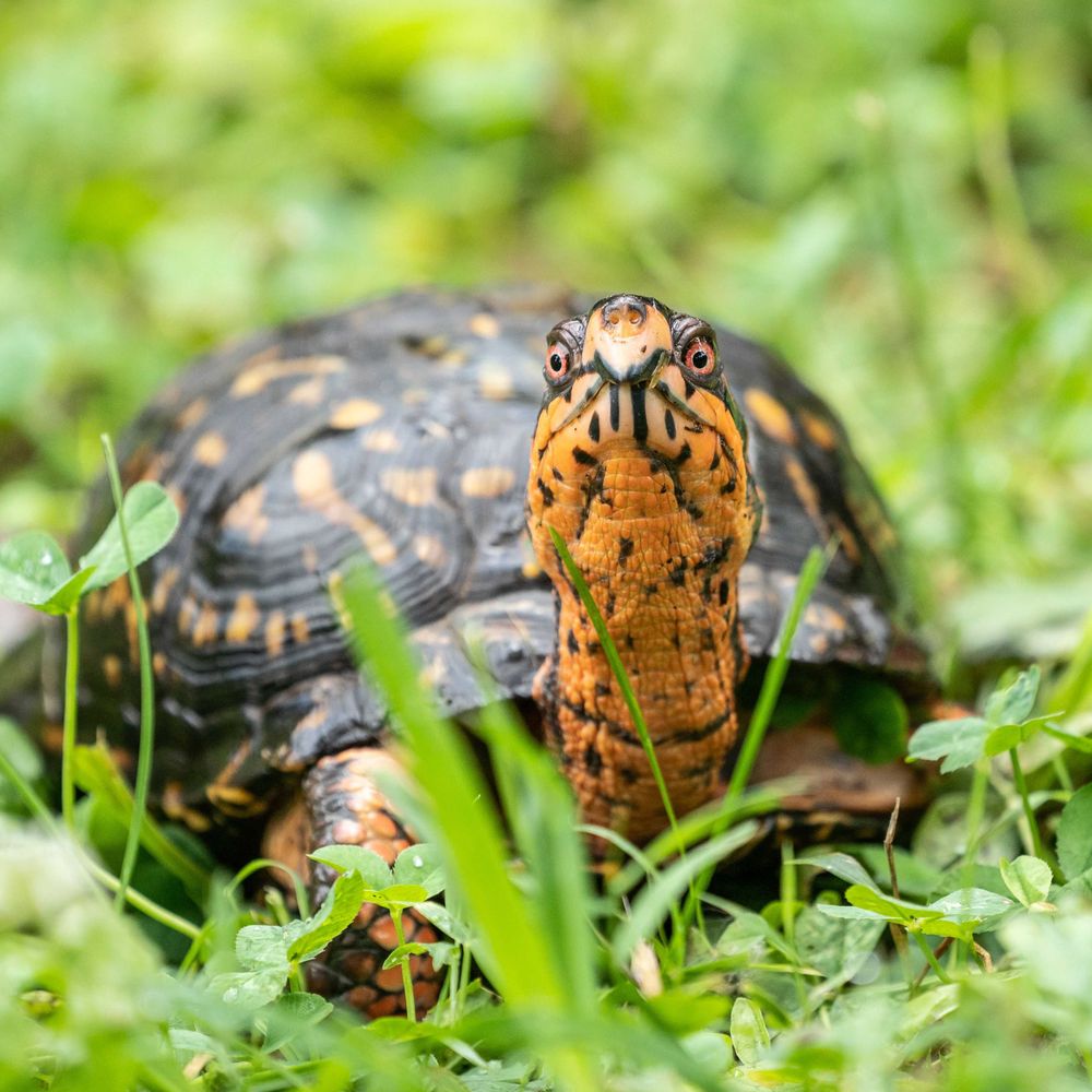 Turtle Lovers Worldwide  