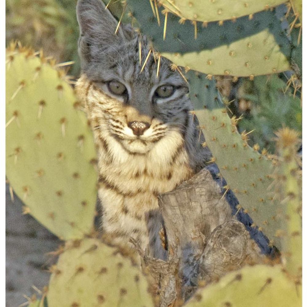 AZ Tucson Bobcat