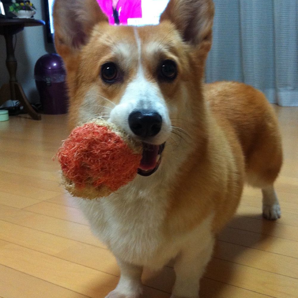 もっち。