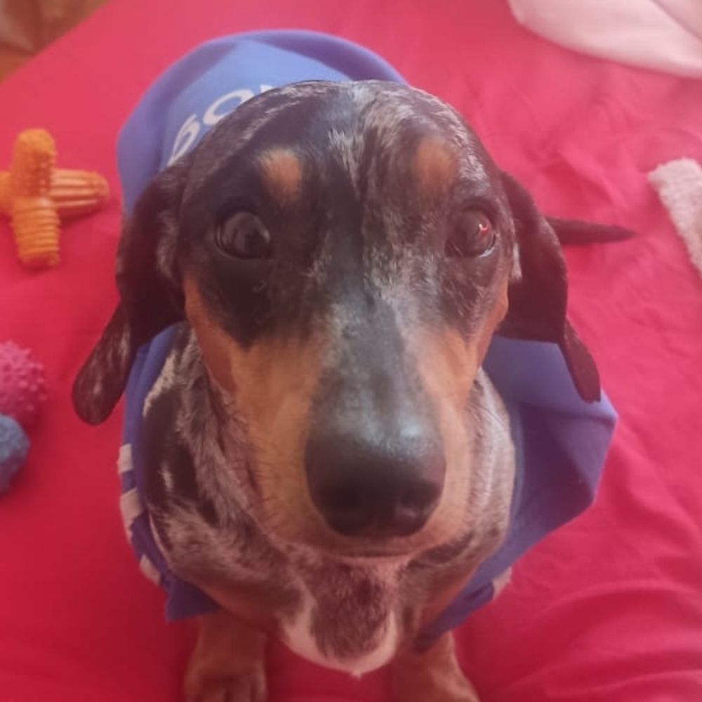 Pipão