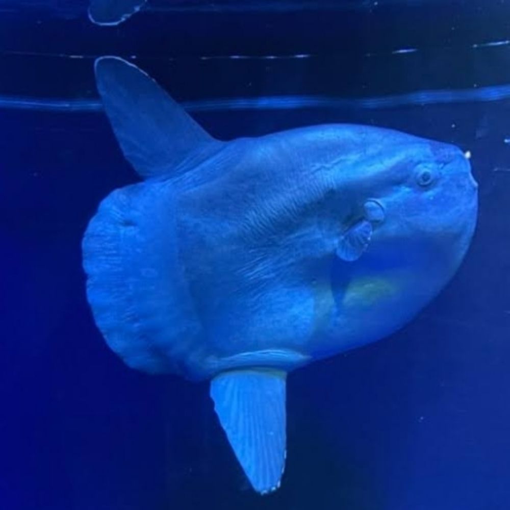 興尾ソデル