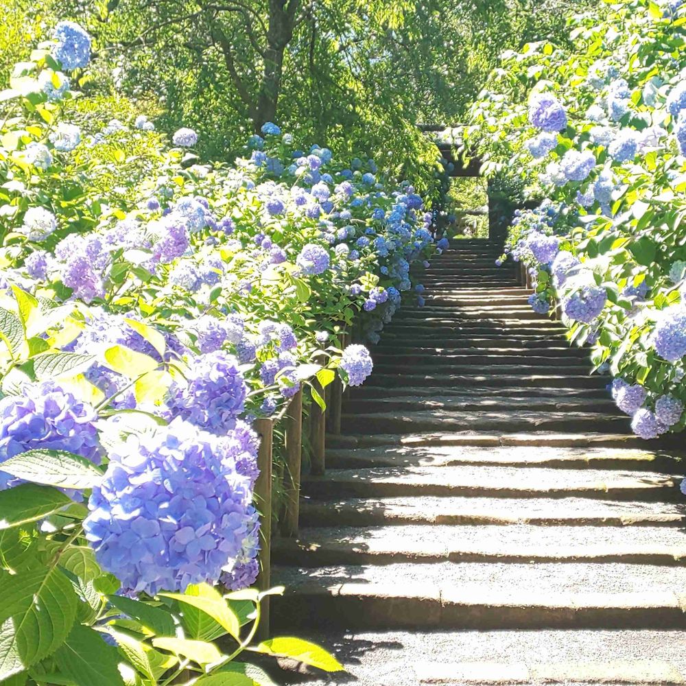 紫陽花堂