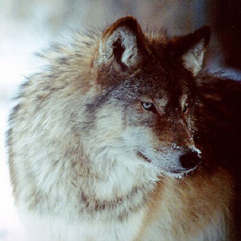 Loup