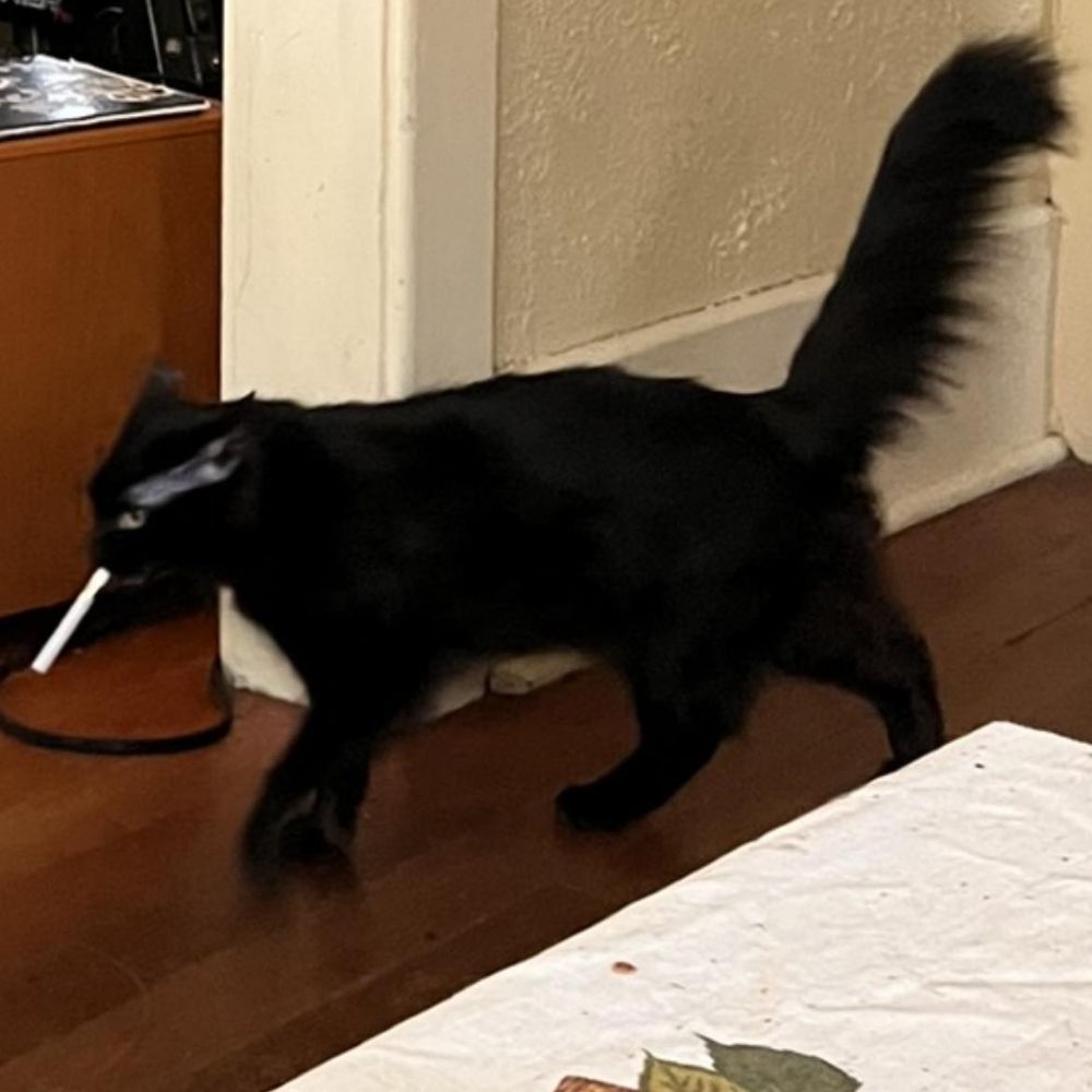 cat with a cigarette