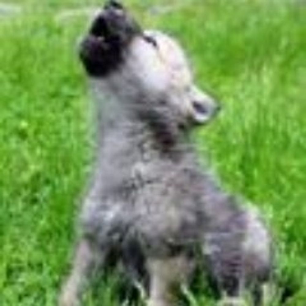Wolfling