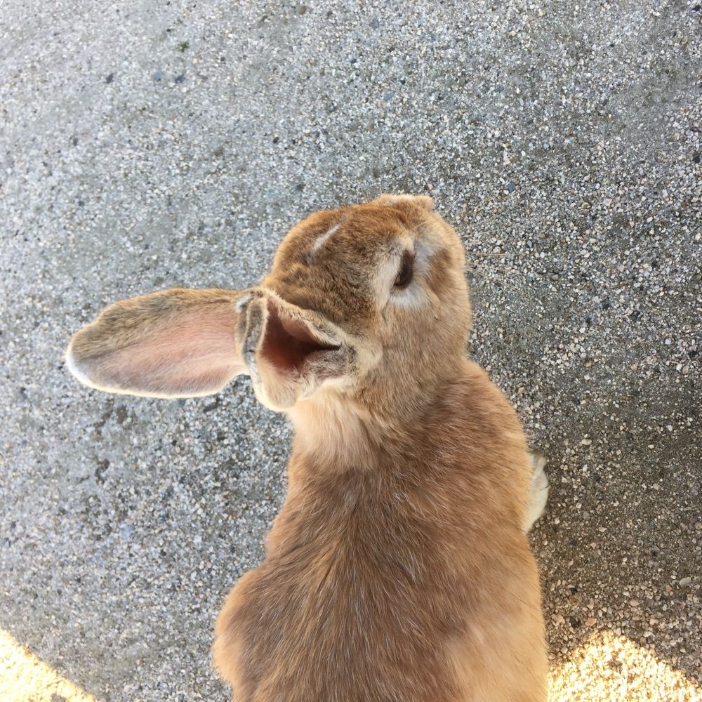 hibiscus-mutabilis.bsky.social