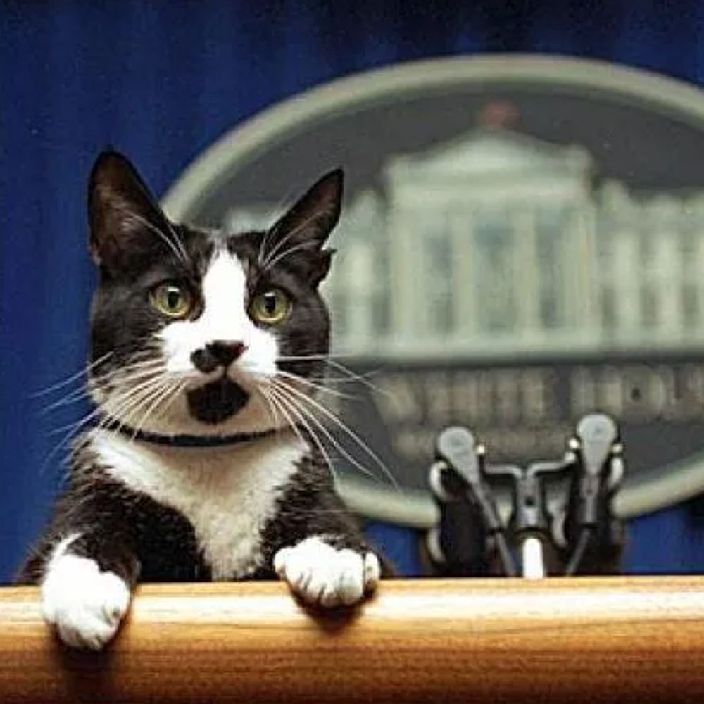 The Alaska Legislature but as cats