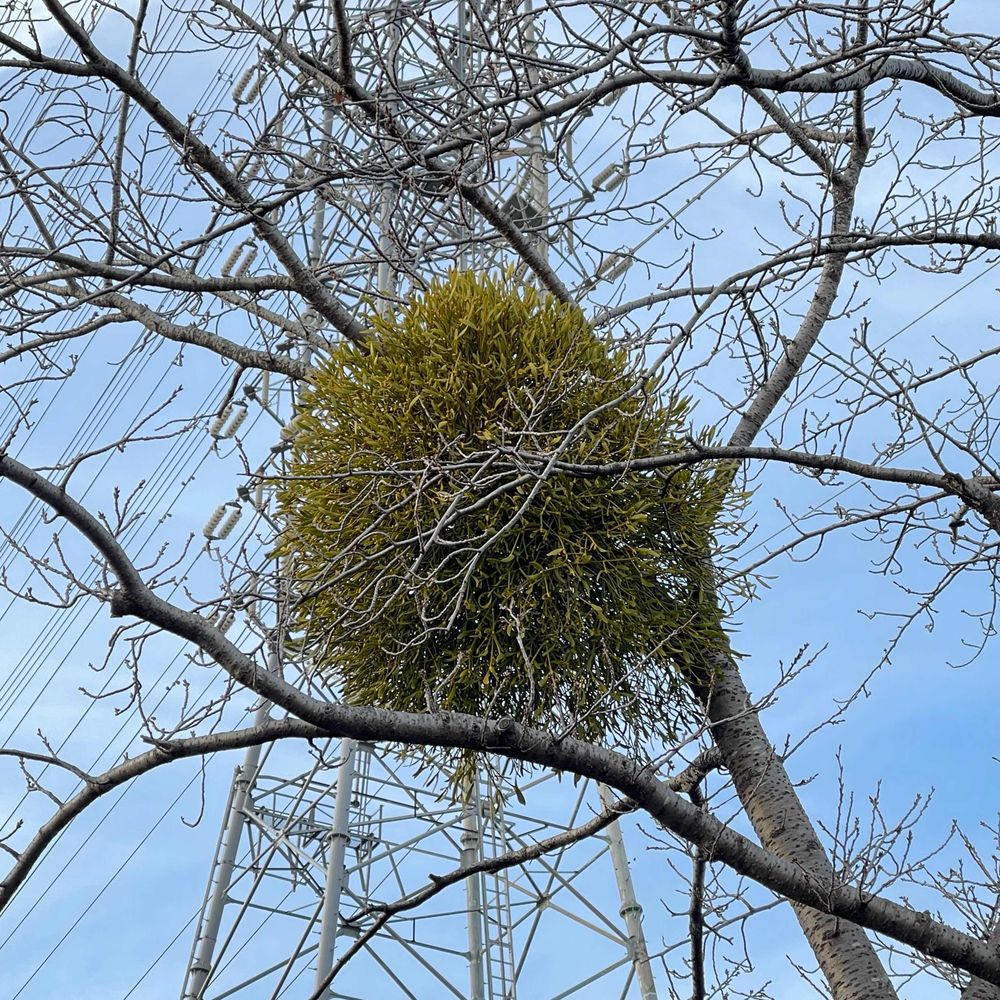 ひるやすみ