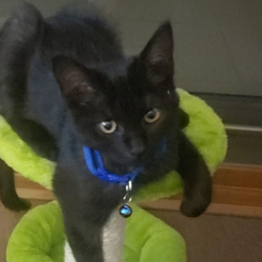 TheNekoKatze