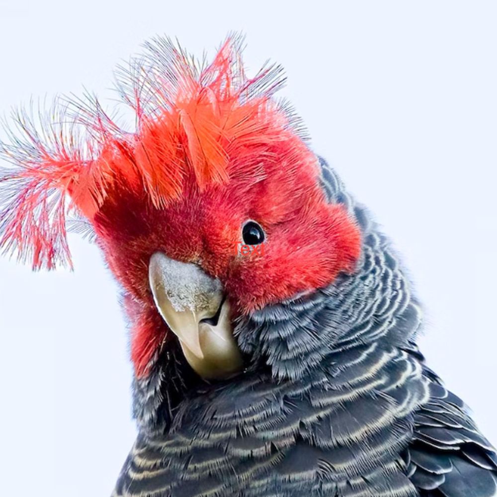 Gang-gang cockatoo  - endangered species.