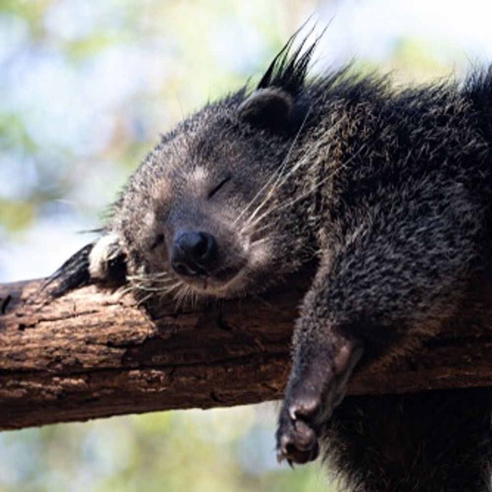 A Bored Bearcat