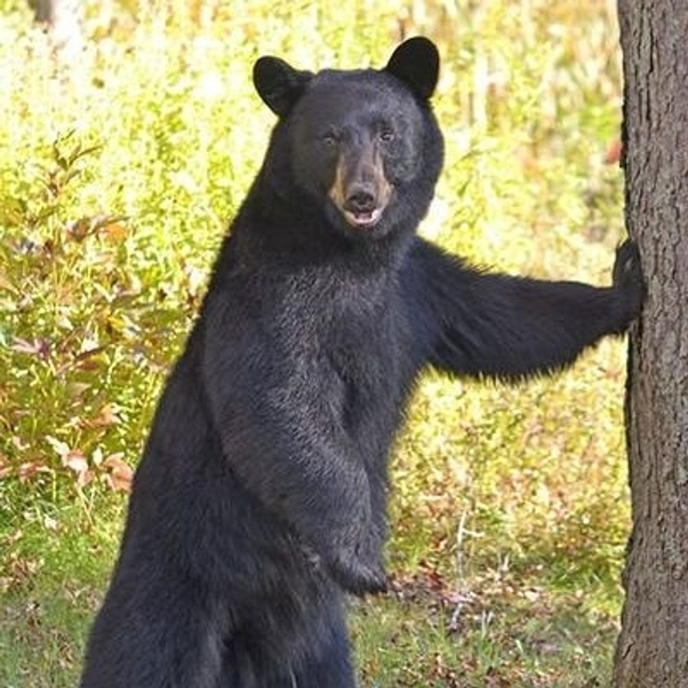 DeeneTheBear