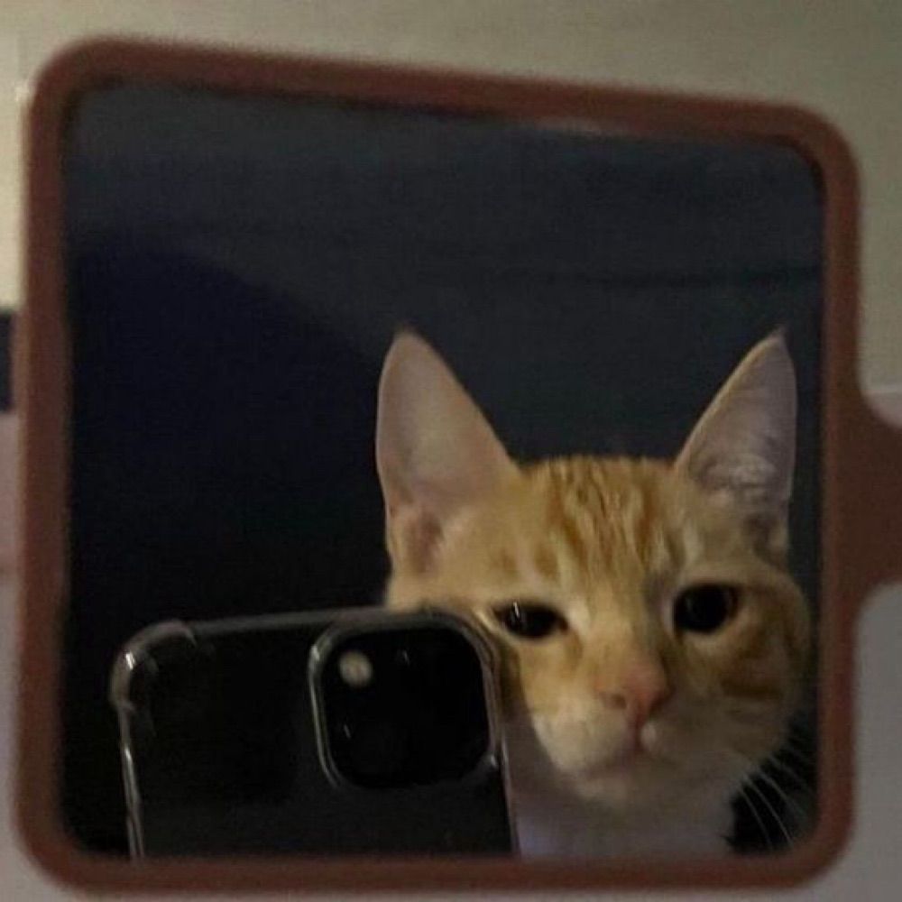 Gato batatão