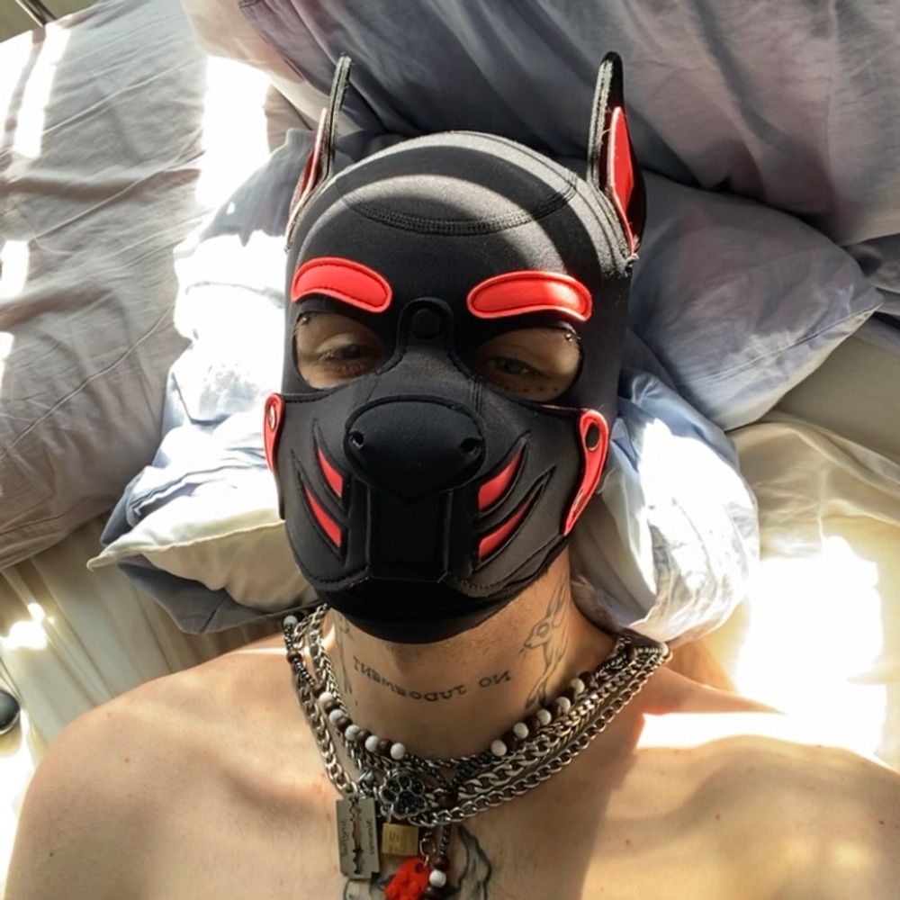 🖤 Scruffy! 💖 🔜 ANIMALZ
