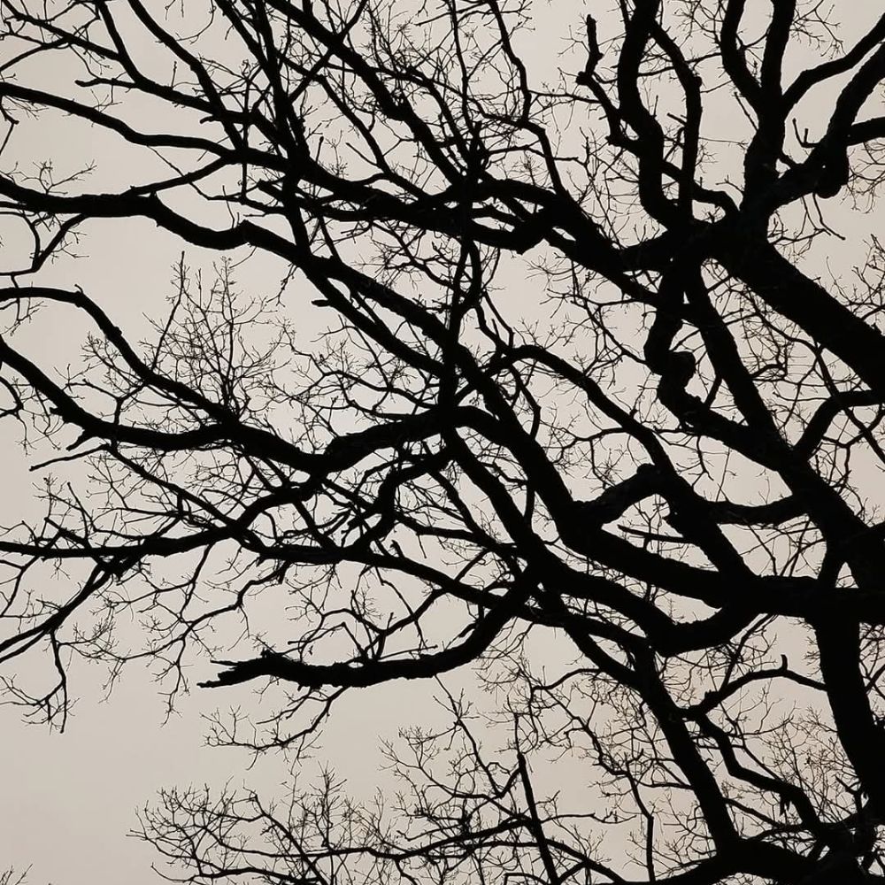 Dreaming Tree
