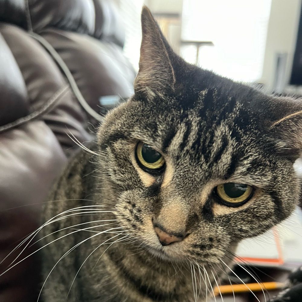 Kitty