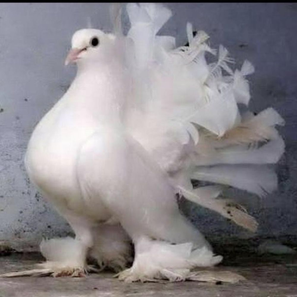 Pigeon