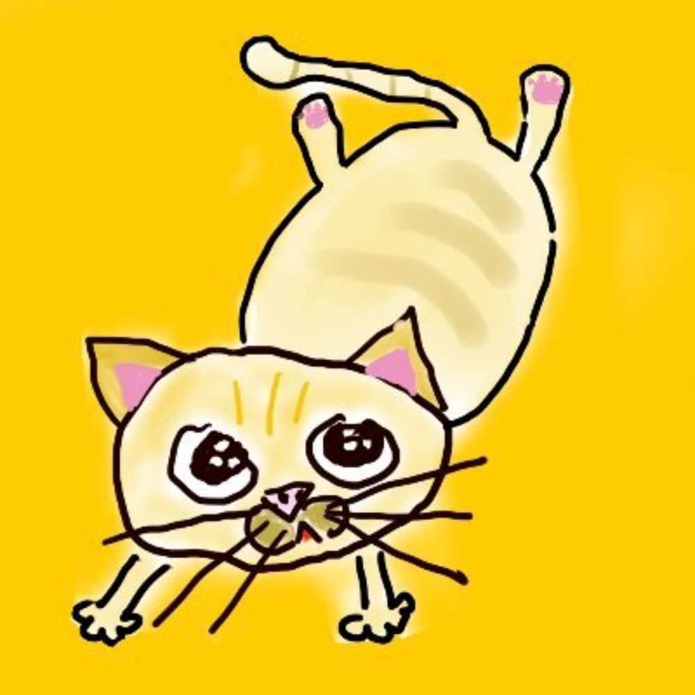 上等烂猫